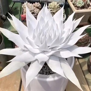 雪奴仙女杯多肉植物奴婢吉娜雪山杂交爱杜丽斯办公桌盆栽绿植包邮