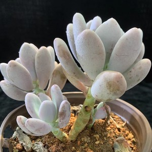 白美人老桩多肉植物精品绿植稀有品种盆栽室内阳台花卉组合