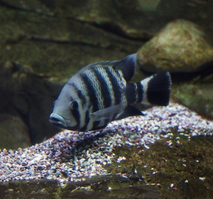 大型鱼十间鱼活体鱼热带鱼观赏鱼坦鲷马鲷中型鱼十间鱼活体鱼