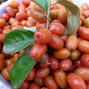 云南临沧永德特产羊奶果现摘现发酸甜牛奶果新鲜孕妇水果整箱2斤