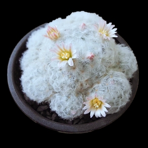 庄稼人园艺 白星 开花实生仙人球 室内防辐射多肉植物 白毛萌肉肉