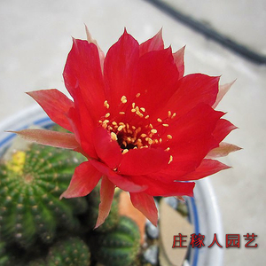 黄仙玉 自根仙人球 丽花球属 多肉植物 稀有易开花开大深花品种