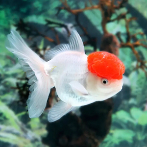 金鱼活体观赏鱼淡水鱼国师狮头鹤顶红鎏金龙睛渔场发货包邮包活