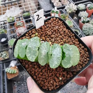 虞姬玉扇一物一拍大颗十二卷多肉植物带盆发货基地直销根好品相佳