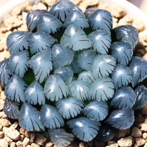 ob1玉露一物一拍带盆土发货经典品种好养易活新手组合十二卷多肉