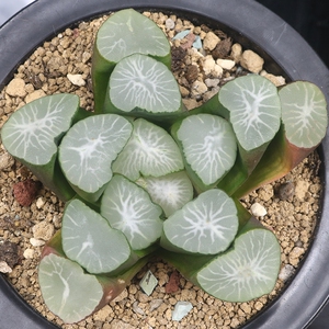 欧大宝万象纹路清晰独特株型周正一物一拍带盆发货十二卷多肉植物