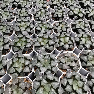 火凤凰寿纹路清晰一物一拍带盆带土发货品相佳根系好十二卷多肉