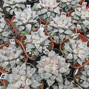 白银城寿一物一拍带盆发根系好品相佳十二卷多肉植物5月26号更新