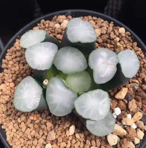 白瓷万象高档品种一物一拍带盆发货株型周正品相好十二卷多肉植物