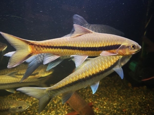 软鳍结鱼 一线金吉罗鱼 金吉罗鱼 黄吉罗鱼 原生鱼