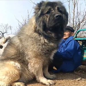 高加索犬巨型俄罗斯