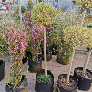 彩叶花镜植物银姬小蜡球金姬小蜡棒棒糖花叶女贞四季常青耐热耐寒