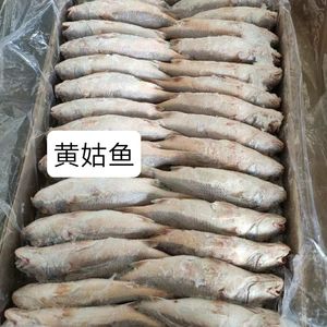 黄姑鱼冷冻
