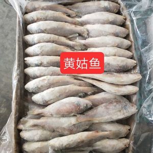 5两左右1条另售青条鱼秋刀鱼