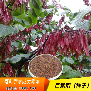 巨紫荆树种子别称满条红乌桑树湖北紫荆乔木紫荆落叶大乔木