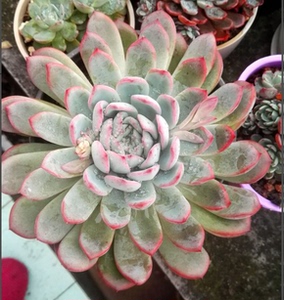 雨燕座大单头 老桩 一物一拍 多肉植物