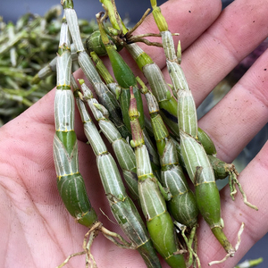 霍山石斛米斛鲜条龙头凤尾草新鲜食用味甘少渣基地直销顺丰包邮
