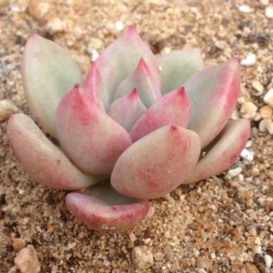 奶油鳄梨多肉植物一物一拍群生双头老桩新手套装含盆送土清仓包邮