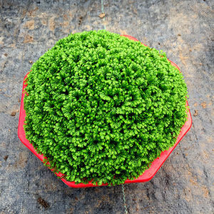 绿地球桌面绿植绿地珊瑚厥常绿蕨类植物翠云草绿地球盆栽植物