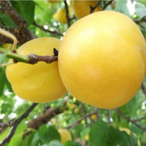 烟台荷兰香蜜杏果树苗木荷兰香杏新疆吊干杏南方北方种植当年结果