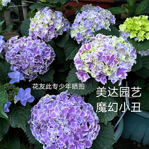 现货 绣球 魔幻小丑 新品日本进口 波浪白边 复色绣球花苗盆栽