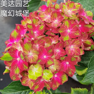 新品进口大花绣球花苗魔幻城堡新上架单品链接