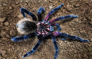 哥伦比亚镭射成体公x属新腿一个月内宠物蜘蛛新手入门无毒好养