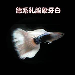 德系礼服象牙白 礼服孔雀鱼 活体 地产 乌鲁木齐 新疆鱼乐圈
