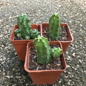无刺多肉植物群生桃太郎开红花仙人球办公桌吸甲醛防辐绿植盆栽
