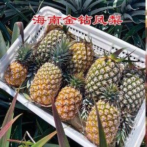 正宗海南金钻凤梨新鲜水果香水菠萝无眼手撕风梨包邮树上自然熟