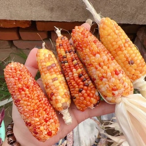 放射条纹龙血丝玉米种子文玩玉米宝石玉米彩色玉米迷你小玉米种