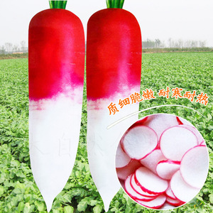 花樱水萝卜种子春秋季水果萝卜种籽红皮耐热农家阳台四季蔬菜种孑
