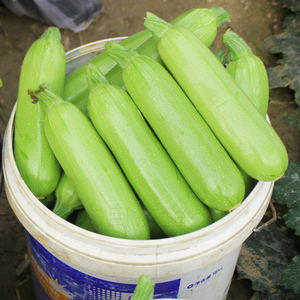 碧秀2号西葫芦种子西葫芦种籽青瓜绿皮阳台盆栽耐热蔬菜种孑