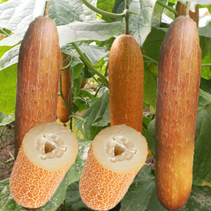 麻皮老黄瓜种子水果东北黄瓜种籽春夏季四季旱黄瓜高产蔬菜种孑