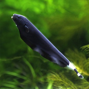 魔鬼刀鱼黑羽毛