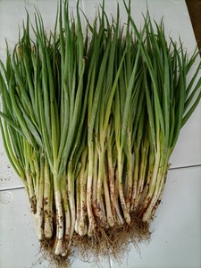 新鲜黄葱本地小黄葱河南分葱农家现挖现发大葱小香葱可吃可种包邮