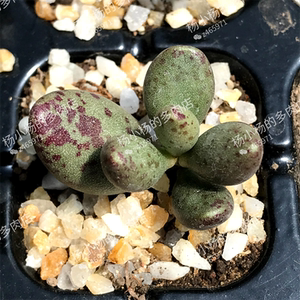 杨小杨的多肉店 恐龙蛋 小黄鱼 不知名 水泡叶插 叶片 多肉植物