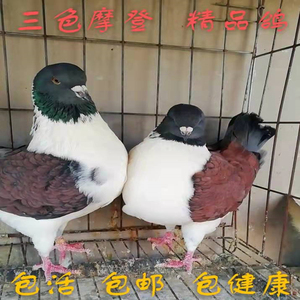 出售观赏鸽三色摩登那鸽子成年种鸽摩登娜青年幼鸽活体包活一对鸟