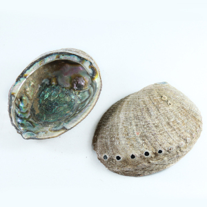 包邮贝壳炫彩抛光超大鲍鱼壳家居摆件香皂盒盆栽鼠尾草墨西哥蓝鲍