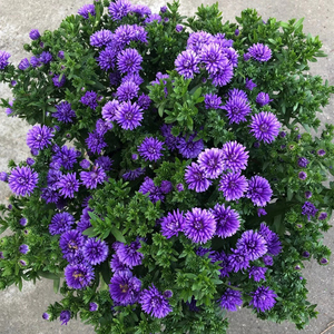 翠菊盆栽花苗带花紫色荷兰菊盆栽矮生妮可莎夏多年生耐寒宿根花卉