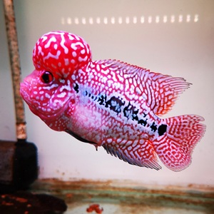 泰国金花苗 进口泰金苗 泰国罗汉鱼苗 f2 f3 罗汉苗 瓜子苗