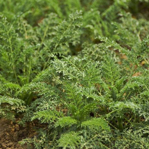 米米蒿纯野生绵绵蒿新鲜野菜播娘蒿现挖现发柳蒿芽5斤顺丰包邮