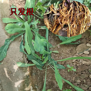 花叶滇苦菜的根图片图片