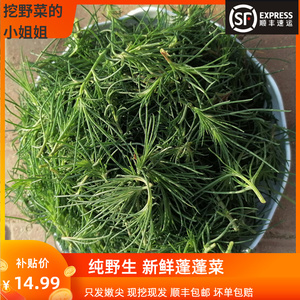 猪毛菜新鲜蓬蓬菜纯野生蓬子菜 扎蓬棵 整颗猪毛婴 500g顺丰包邮