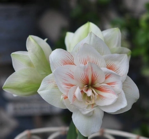 朱顶红鲜切花花剑花束捧花仙女妮芙