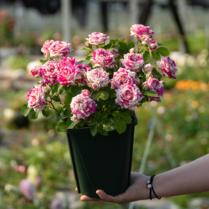 阳台新品微型月季【闪电舞/条纹多头】盆栽微月观花绿植四季花卉