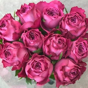 紫羊绒月季八木紫 日月新品切花多季节勤花好养抗病直立盆栽苗