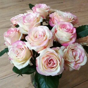 霓裳切花月季玫瑰花苗条纹大花盆栽花卉灌木直立多季开花勤花抗病