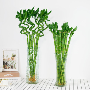 富贵竹植物水养客厅招财盆栽透明玻璃瓶节节高带根转运水培发财竹