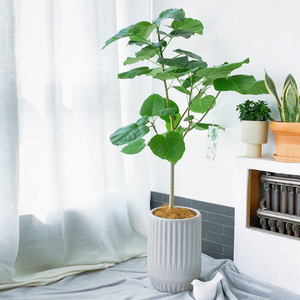 盆栽大叶榕
